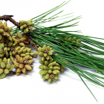 Pine Pollen A Natural Hormone Boosting Remedy